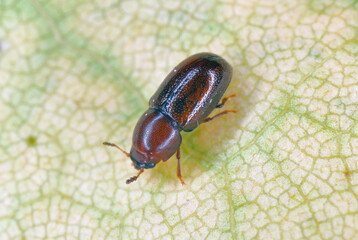 Minute tree fungus beetle in the family Ciidae on a leaf.