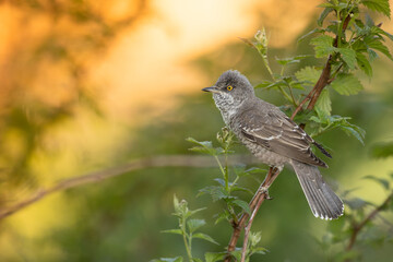 barred warbler - migratory passerine singing bird Sylvia nisoria sitting on branch, male - Poland, Europe