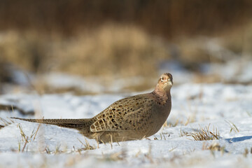 Obraz premium Bird Common pheasant Phasianus colchius Ring-necked pheasant in natural habitat, grassland in early winter 