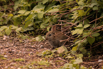 A little hare hidden among the plants.