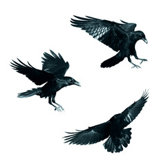 Birds flying ravens isolated on white background Corvus corax. Halloween - mix three birds, silhouette of a large black bird in flight cut out on a white background for use in graphic arts