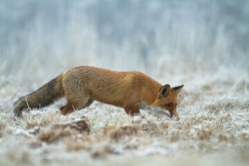 Mammals - Fox Vulpes vulpes in natural scenery, Poland Europe, animal walking among winter meadow in snow	
