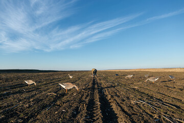 A mature hunter arranges stuffed decoy geese across the field - Powered by Adobe