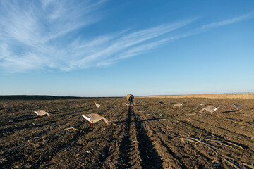 A mature hunter arranges stuffed decoy geese across the field