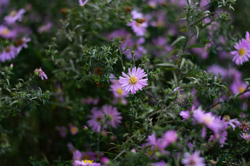 violet flowers in the garden