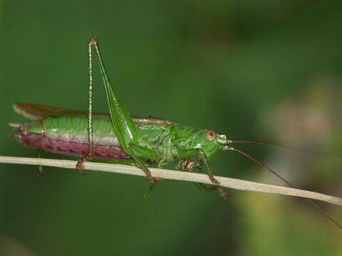 Closeup on the long-winged conehead bush-cricket , Conocephalus