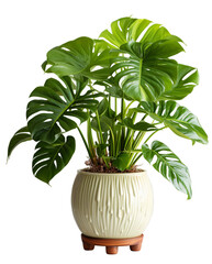 Monstera Plant
