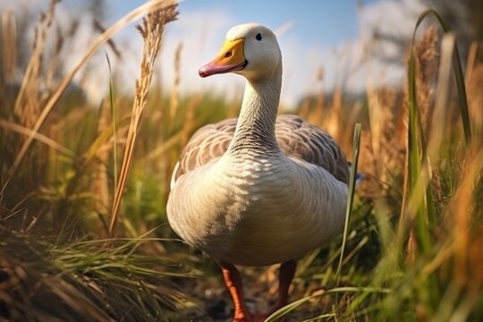 A picture of a duck standing in a field of tall grass. This image can be used to depict nature, wildlife, or animal habitats.
