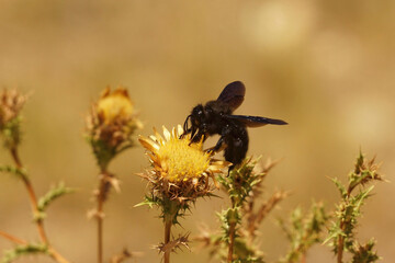 Closeup on the all black large violet carpenter bee, Xylocopa violacea
