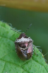 Vertical closeup on a small Woundwort Shieldbug, Eysarcoris venustissimus, in the garden