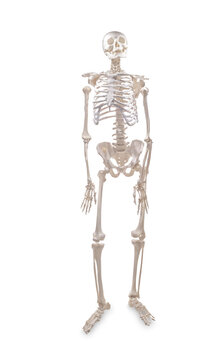 Human skeleton sample on a white isolated background