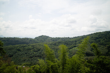 Obraz premium forest in the mountains