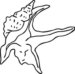 Sea shell natural beauty from ocean beach treasure collection. Summer time vacation mood. Aquarium exotic tropical decoration. Hand drawn boho retro vintage vector illustration. Old style line drawing