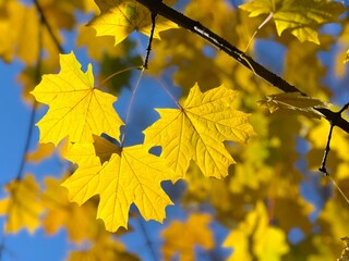 Yellow maple leaves in autumn