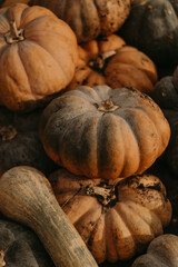 Fresh autumn harvest of pumpkins on a rural farm. Vibrant orange hues and seasonal decor for fall festivities