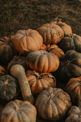 Fresh autumn harvest of pumpkins on a rural farm. Vibrant orange hues and seasonal decor for fall festivities
