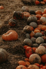 Fresh autumn harvest of pumpkins on a rural farm. Vibrant orange hues and seasonal decor for fall festivities