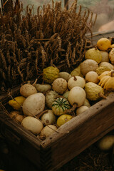 Fresh autumn harvest of pumpkins on a rural farm. Vibrant orange hues and seasonal decor for fall festivities