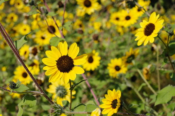 小さいひまわり　Small Sunflowers