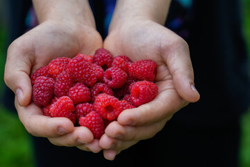 Farmer's eco-products filled with natural energy. Fresh picked fruit, organic farming concept. Organic raspberries. Selective focus.
