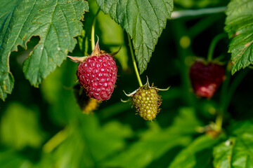 Farmer's eco-products filled with natural energy.  Fresh picked fruit, organic farming concept. Organic raspberries. Selective focus.