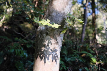 葉っぱと影　Leaves and Shadows