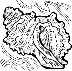 Sea shell natural beauty from ocean beach treasure collection. Summer time vacation mood. Aquarium exotic tropical decoration. Hand drawn boho retro vintage vector illustration. Old style line drawing
