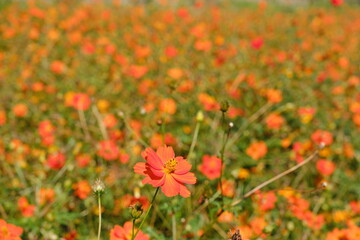 オレンジ色のコスモス、横須賀市 くりはま花の国　Orange cosmos, Kurihama Hananokuni, Yokosuka City