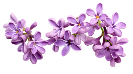 Fototapeta na wymiar Purple lilac flowers