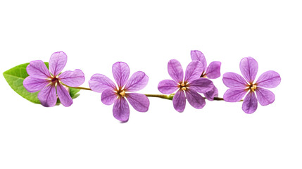 Purple lilac flowers