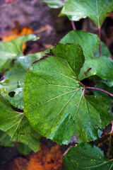 big green leaf in the forest after the rain. leaves with raindrops. macro nature photography