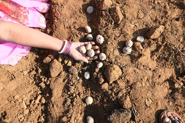Hand planting potato tubers into the ground. Indian farmer plantation potato seeds in the vegetable garden. popular vegetable in all over world. Countryside agriculture activity. Potato farming. 
