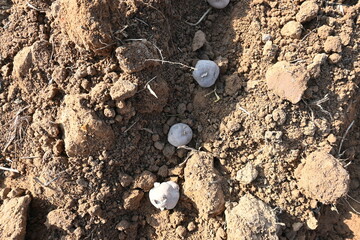 Hand planting potato tubers into the ground. Indian farmer plantation potato seeds in the vegetable garden. popular vegetable in all over world. Countryside agriculture activity. Potato farming. 
