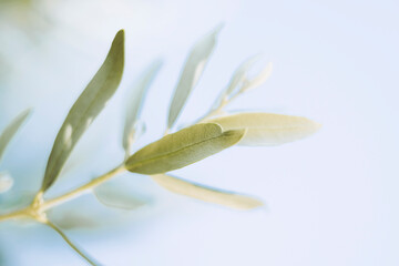 Close-up sur les feuilles d'un olivier et arrière plan flou	