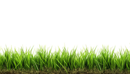 green grass isolated on transparent background cutout - obrazy, fototapety, plakaty