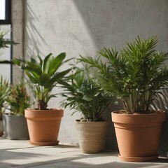 Fototapeta premium Plants in pots at wall background