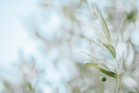 Close-up sur les feuilles d'un olivier et arrière plan flou	