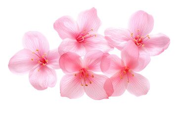 Fototapeta na wymiar Cherry blossom petals