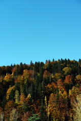 beautiful view of the dense forest in the Carpathians. beautiful nature in autumn. autumn landscape of a dense forest with colorful trees