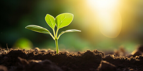 a young sprout breaks through in the soil