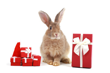 Adorable fluffy brown rabbit with red Christmas gift box present on white background. Merry Christmas and happy new year with cute bunny pet, animal on winter holiday celebration concept