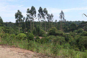 pine trees in the mountains