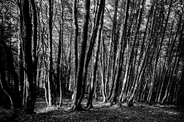 Forêt de pins - Ambiance sombre et étrange en fôret avec des arbres alignés