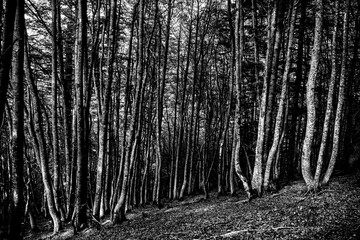 Forêt de pins - Ambiance sombre et étrange en fôret avec des arbres alignés