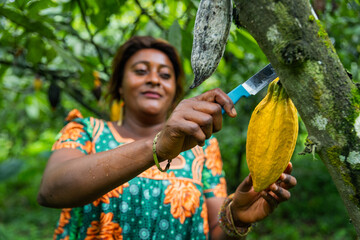 A female farmer collects a cocoa pod during the harvest