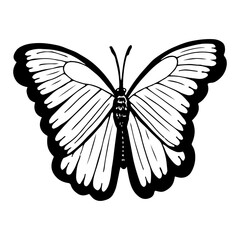 Beautiful butterfly sketch. Hand drawn line art illustration.