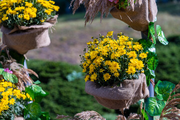 Flower pot with yellow chrysanthemum in autumn garden, closeup