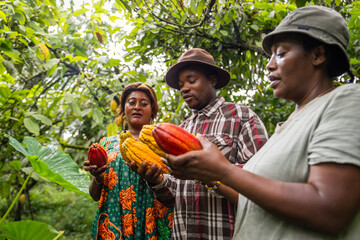 Three farmers hold different varieties of freshly harvested cocoa pods in their hands - obrazy, fototapety, plakaty