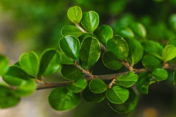 Evergreen plant branches with green cotoneaster leaves. Photography, nature.