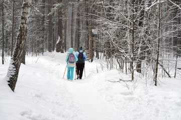 A couple on a walk with poles in a winter snow-covered pine forest.